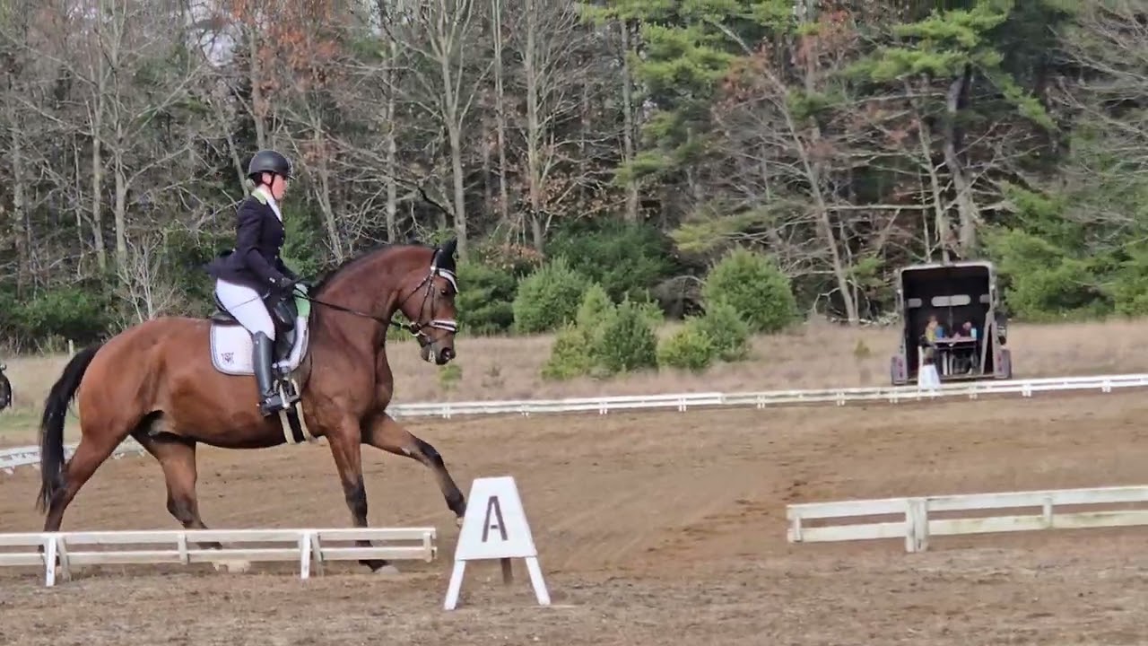 Kestrel 1st 1 at Esprit, Charlotte Trentleman judge. 70.5% 1st place.  November 2025