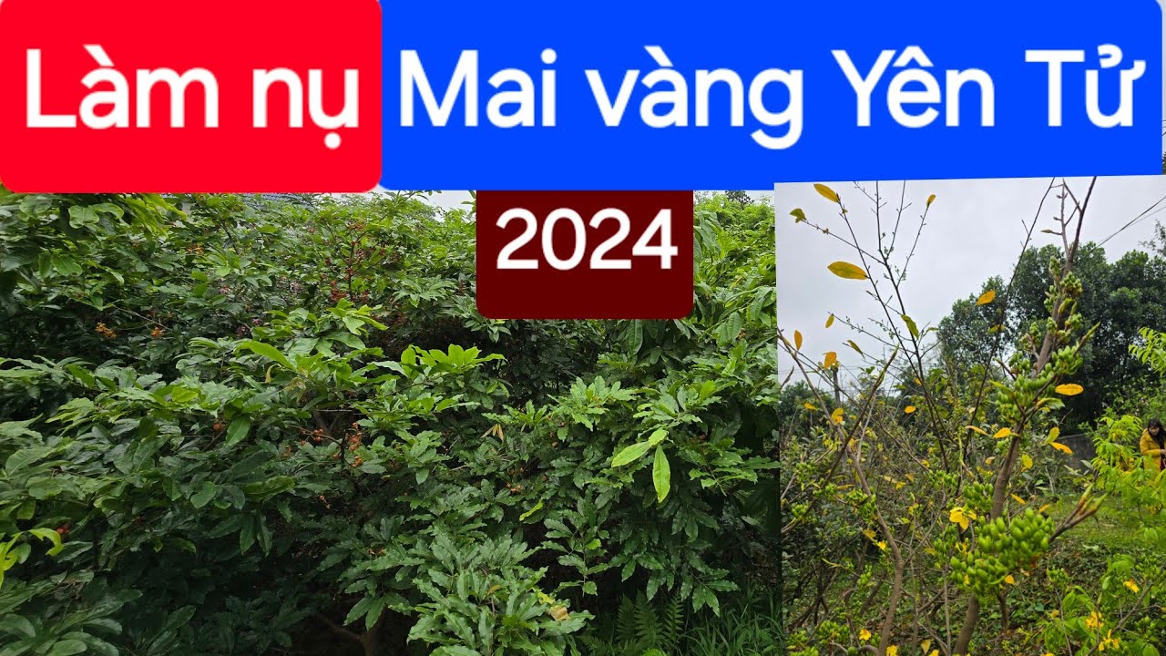Làm nụ mai vàng Yên Tử