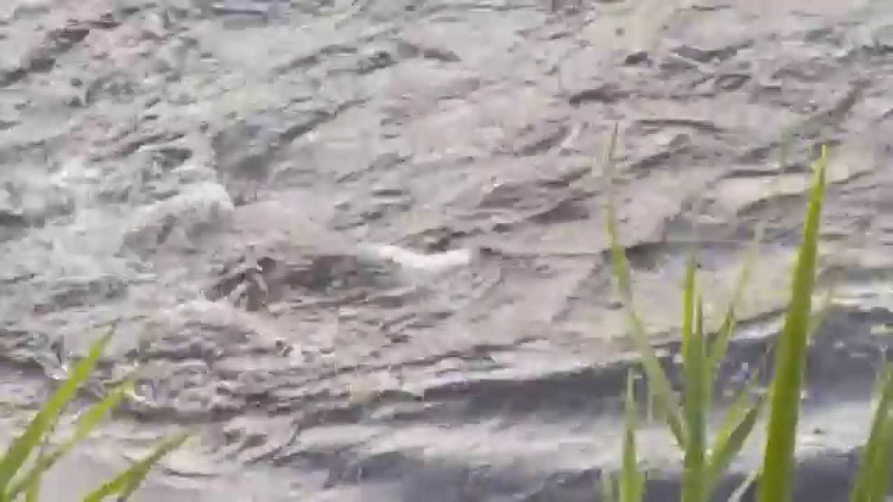 Aanbeet snoek