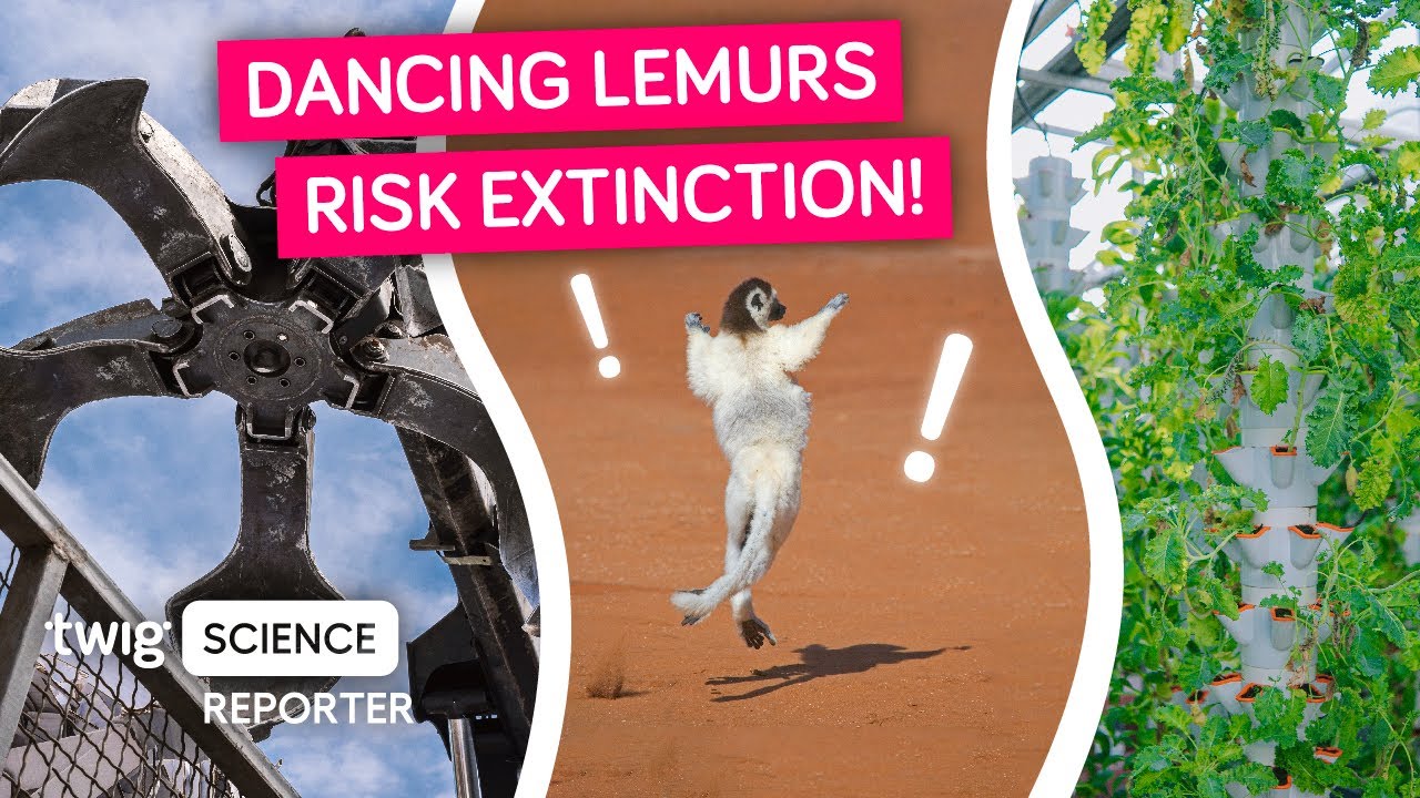 Meet Europe&rsquo;s First Dancing Lemur! | Twig Science Reporter