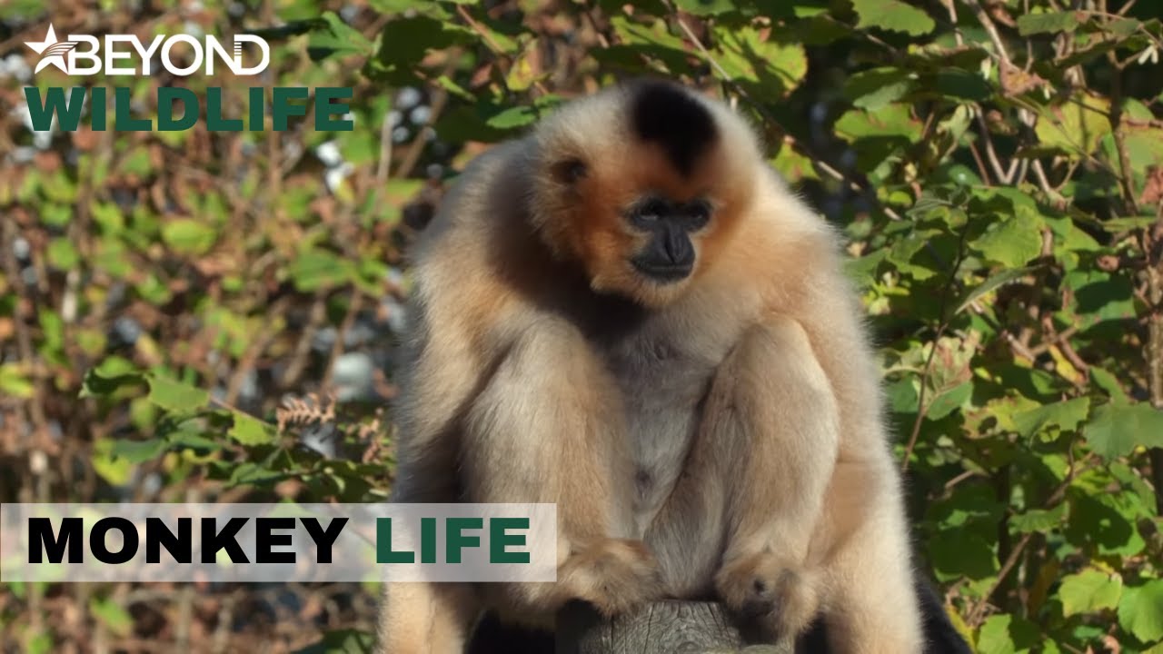 S10E06 | The team Get Ready To Say Farewell To Two Gibbons  | Monkey Life | Beyond Wildlife
