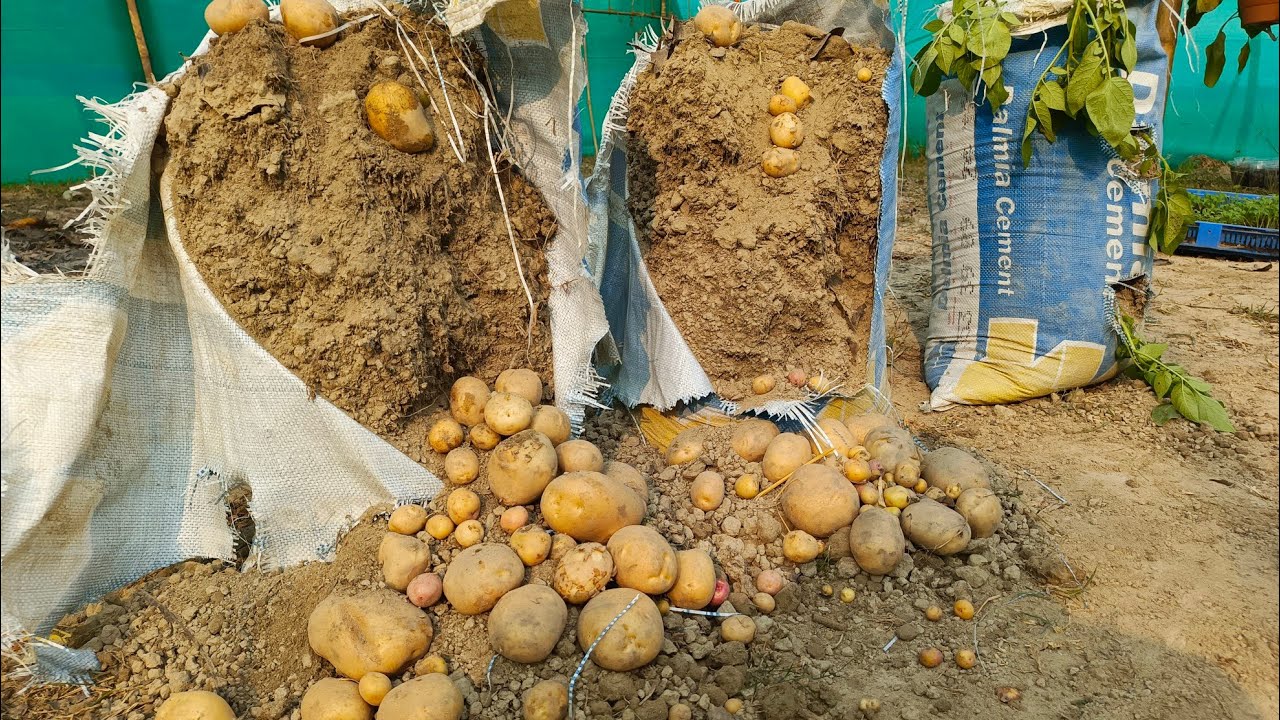 Why Do Potatoes Grow In Bags Of Soil Is A Lot Of Tubers ! Never have To Buy Potatoes Again.
