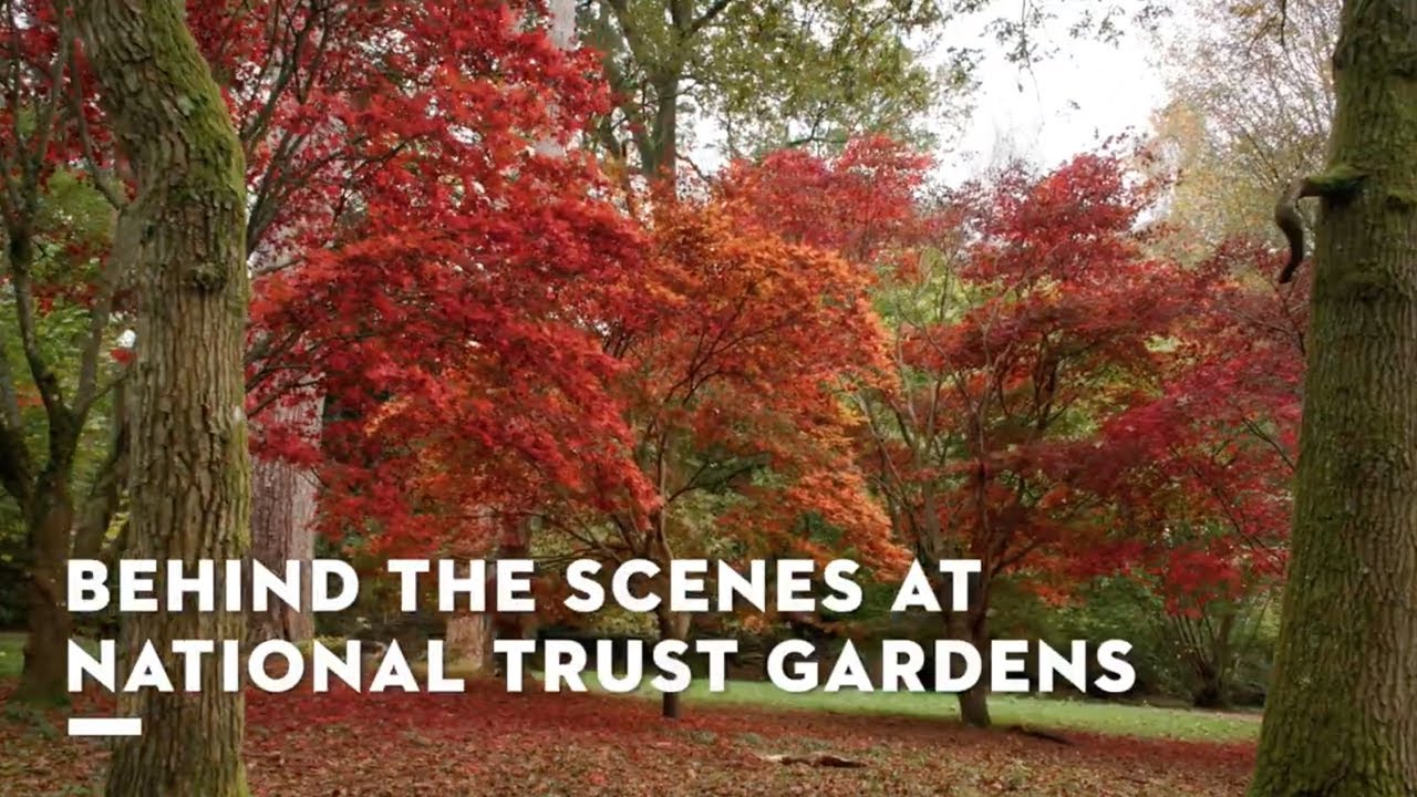 Explore Winkworth Arboretum with Jane Moore | National Trust Gardens | STIHL Partnership | STIHL GB