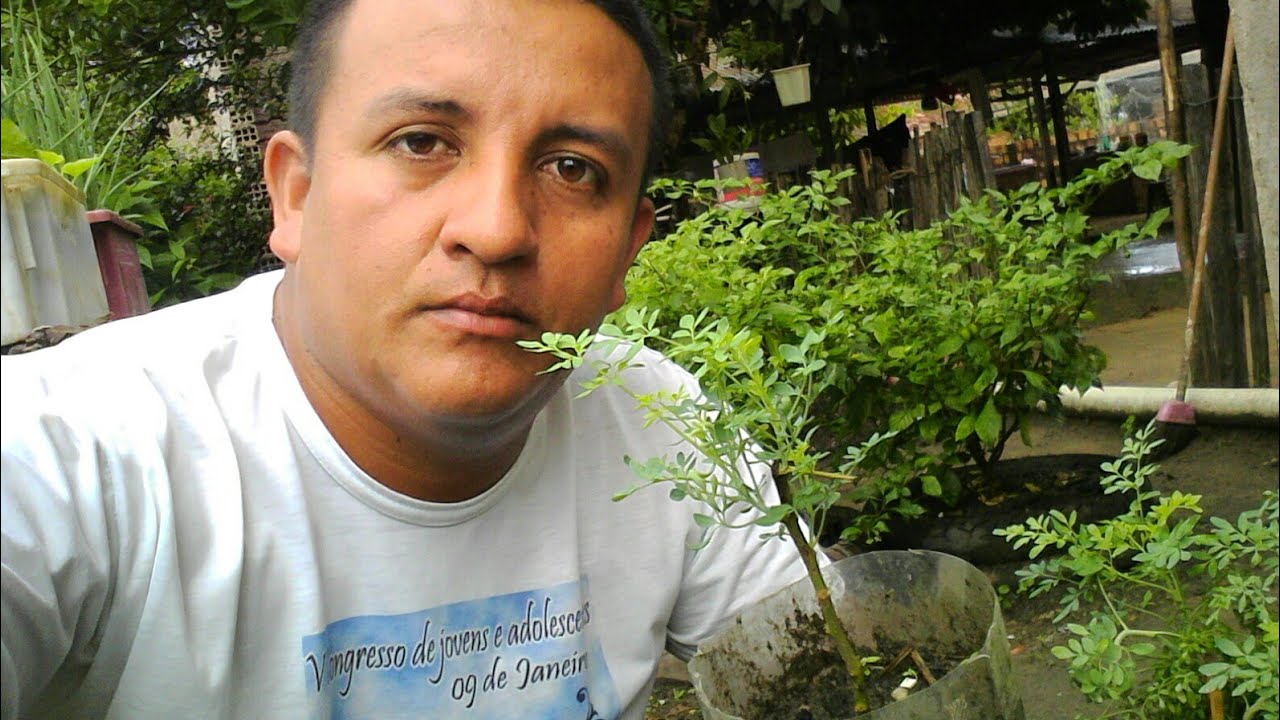 Como plantar arruda.