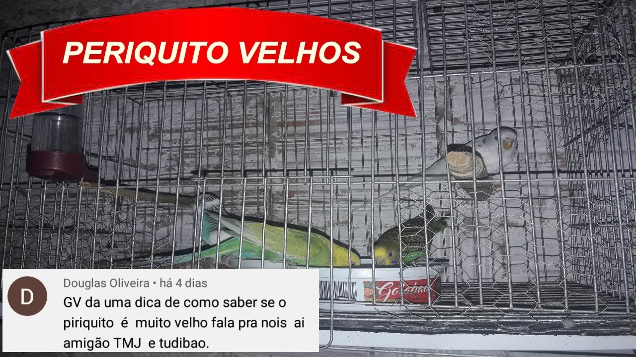 COMO IDENTIFICAR PERIQUITO AUSTRALIANO MUITO VELHOS.