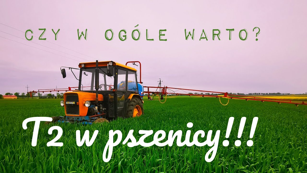 T2 w pszenicy - Mamy dylemat co stosować...Mocznik + siarczan magnezu to pewniak!!!