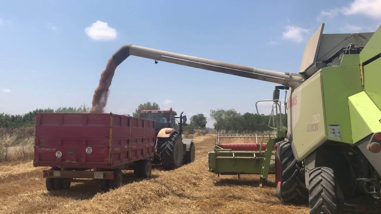 Cosechando trigo en Cuarte / Cosecha cereal España campaña 2020