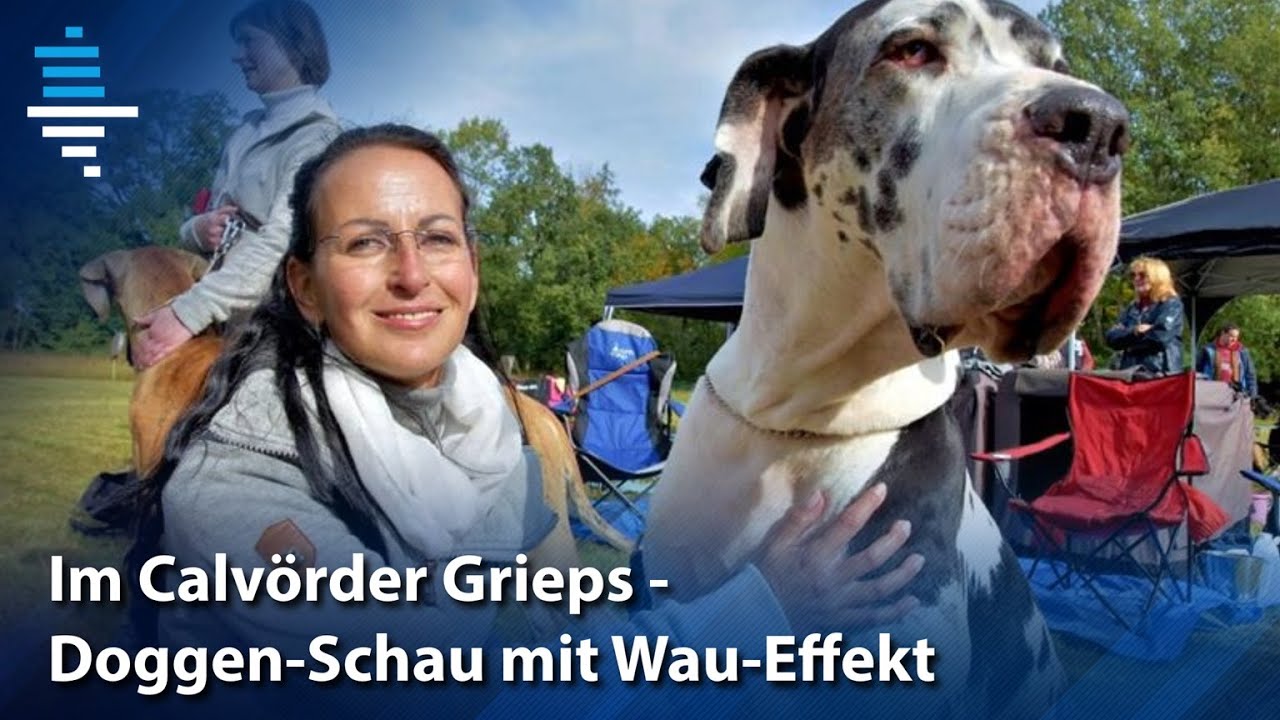 Hundeausstellung in Calvörde: 55 Doggen beeindrucken mit Eleganz