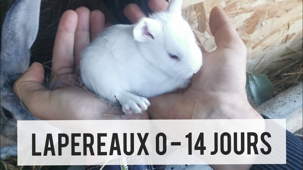 Développement des lapereaux de 0 à 14 jours.