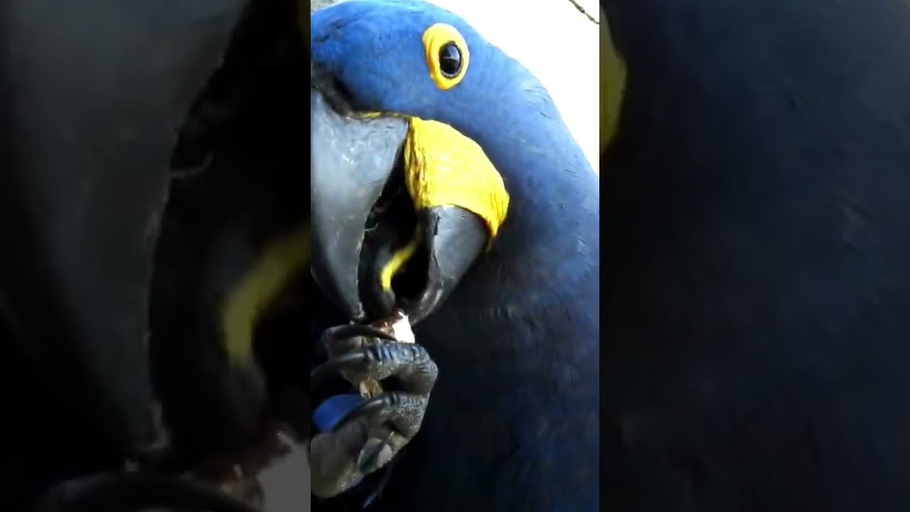 A Destreza da Arara-azul-grande se alimentando! #shorts