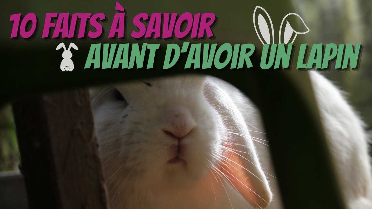 10 CHOSES QUE J'AURAI AIME SAVOIR AVANT D'AVOIR UN LAPIN!