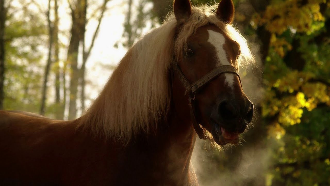 Konie zimnokrwiste #1 Draft Horses Kaltbluter Pferde / HorsesArt.pl horse photo gallery