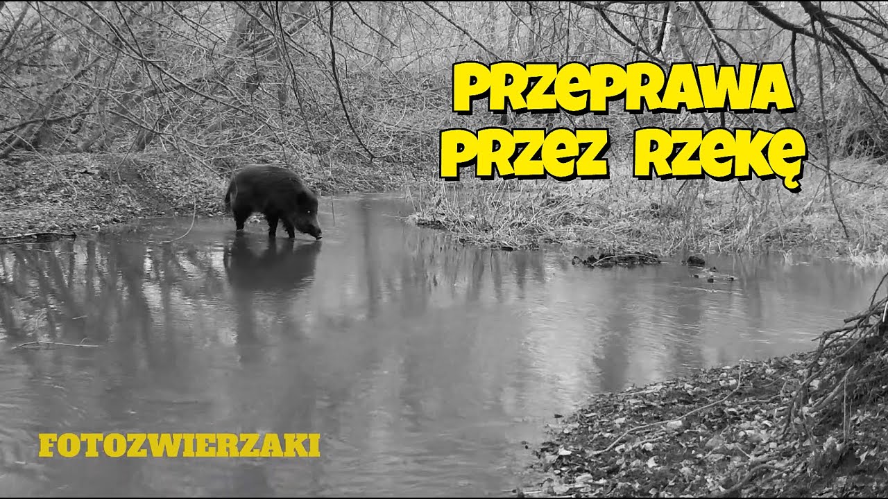 Dziki nad wodą — zimowe przejście przez rzekę | Wild Boar Sounder Crossing Water