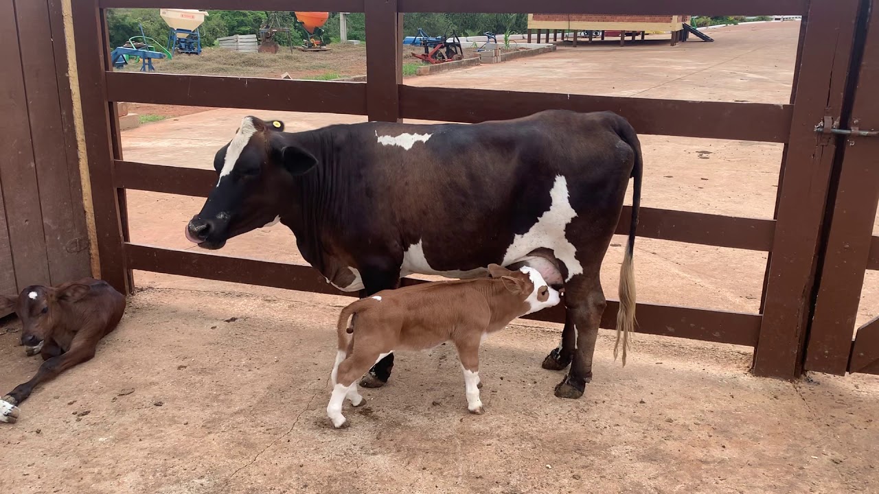 Mini vaca