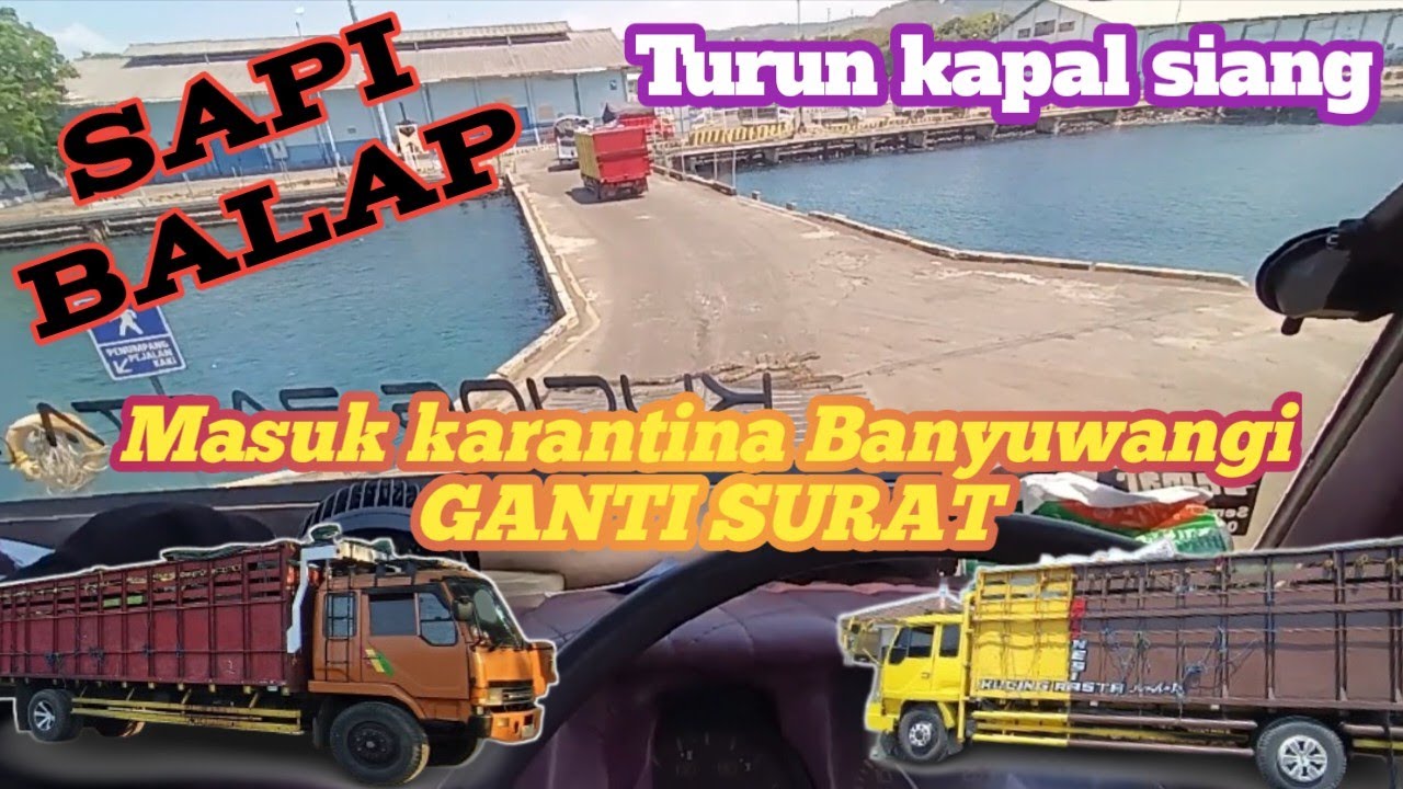 SAPI BALAP‼️Turun kapal siang langsung masuk karantina Banyuwangi