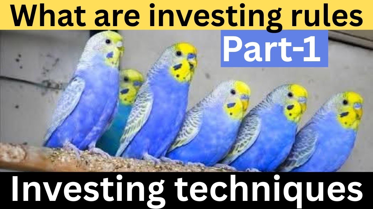 Investing techniques rainbow Budgies part 1 | where to start investing 
