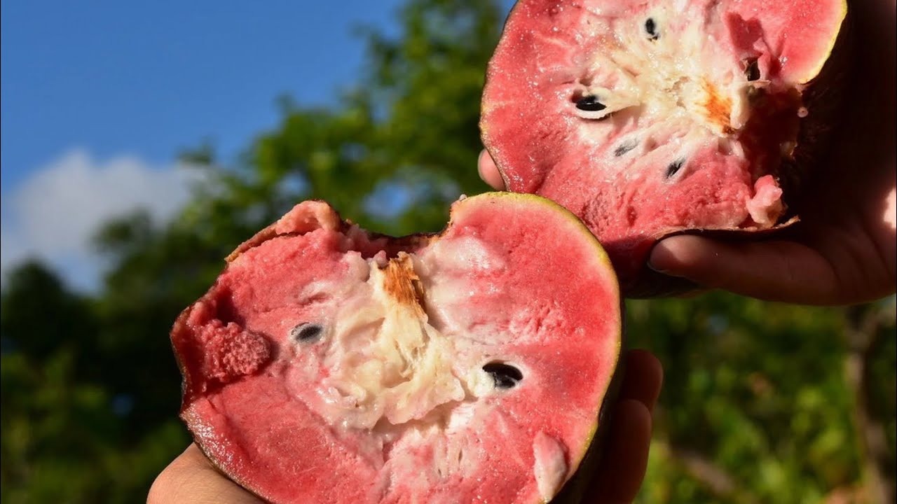 How To Know When A Red Custard Apple Is Ripe & Ready To Eat #Fruit