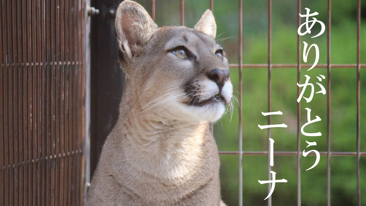 【日本平動物園】おうちDEどうぶつえん『ありがとう、ニーナ』特別編