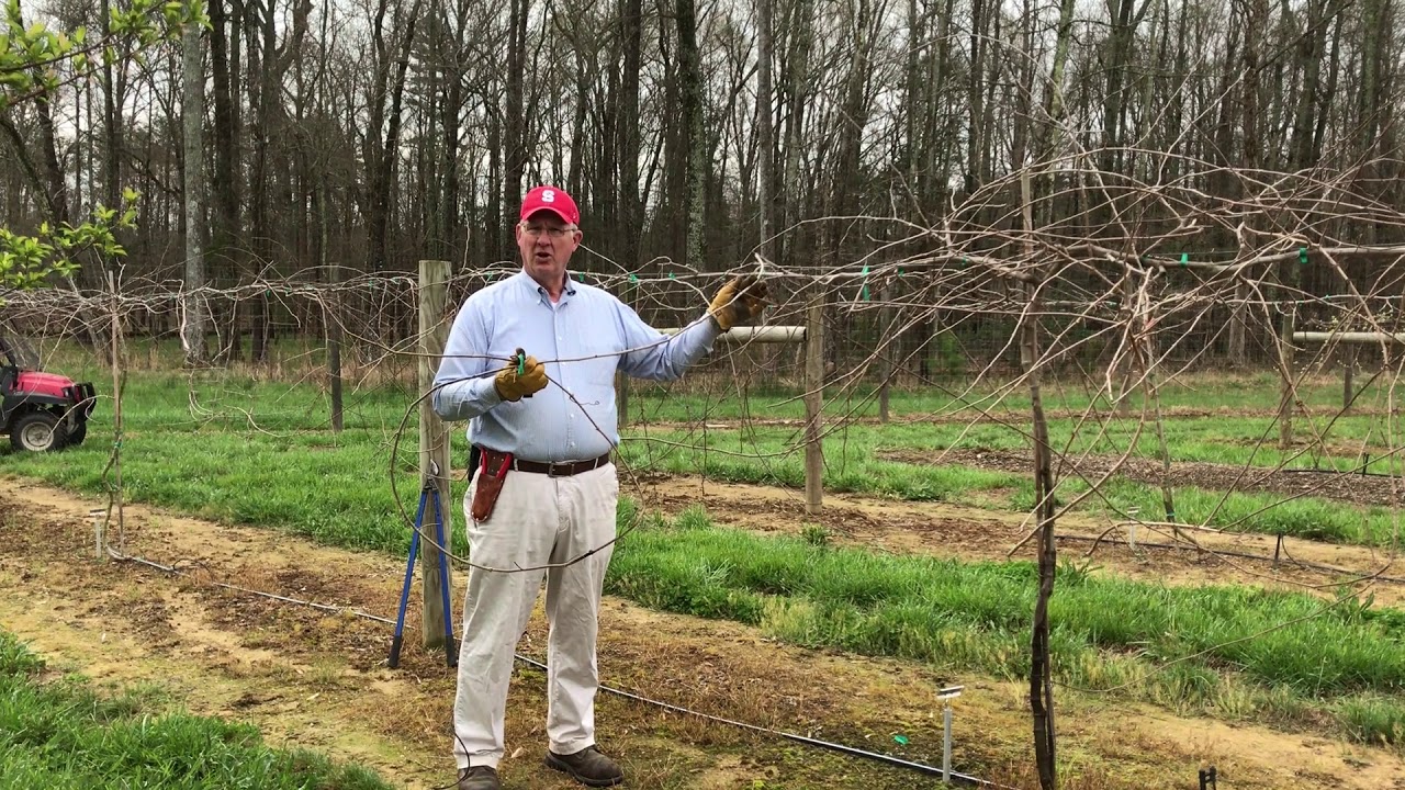 How to prune muscadine grapes