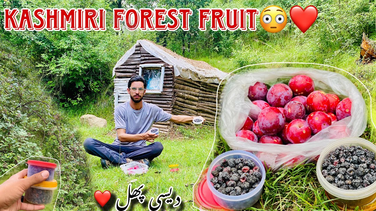 😱Kashmir’s Hidden Forest Fruits in Sawan||A Taste of Nature🍀🍒||What Do You Call it In Your Language
