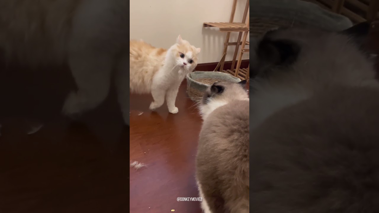 Two funny cats🐱🐱 
