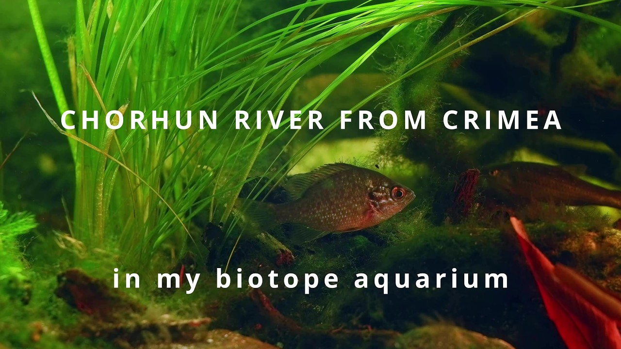 Can I recreate occupied Crimea's Chorhun river in my aquarium?