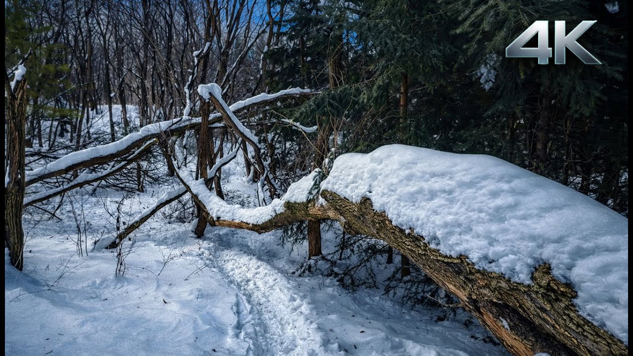 LOST in a Snowy Park ❄️ | Extreme Blizzard Nature Walk | Toronto 4K
