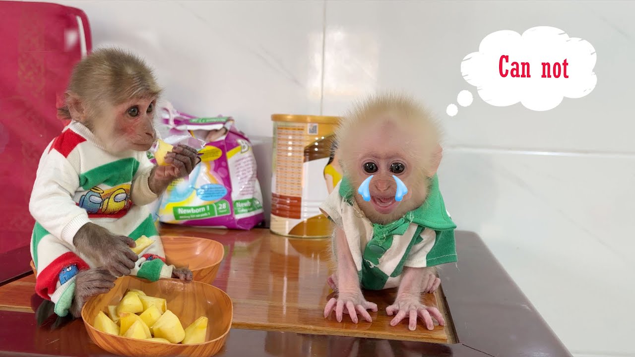 Baby monkey ZiZi was sad and cried when monkey SinSin secretly stole his fruit
