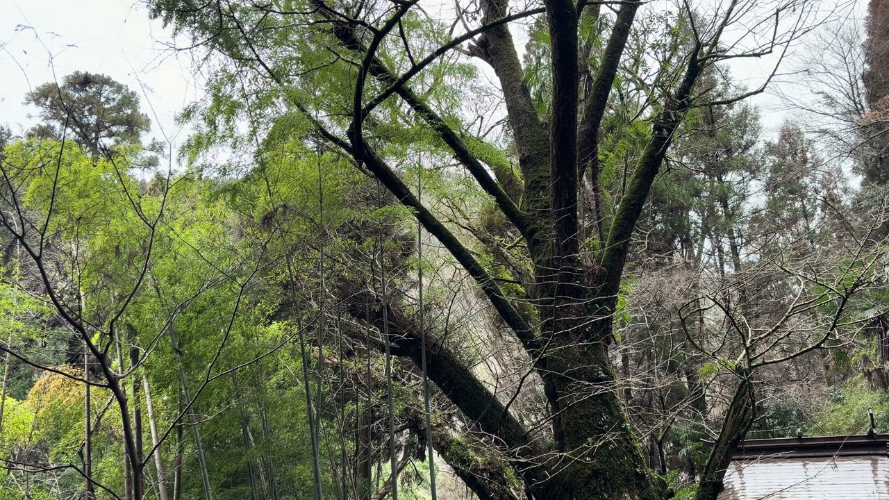 【令和8年2月28日】現地録音【11分11秒】