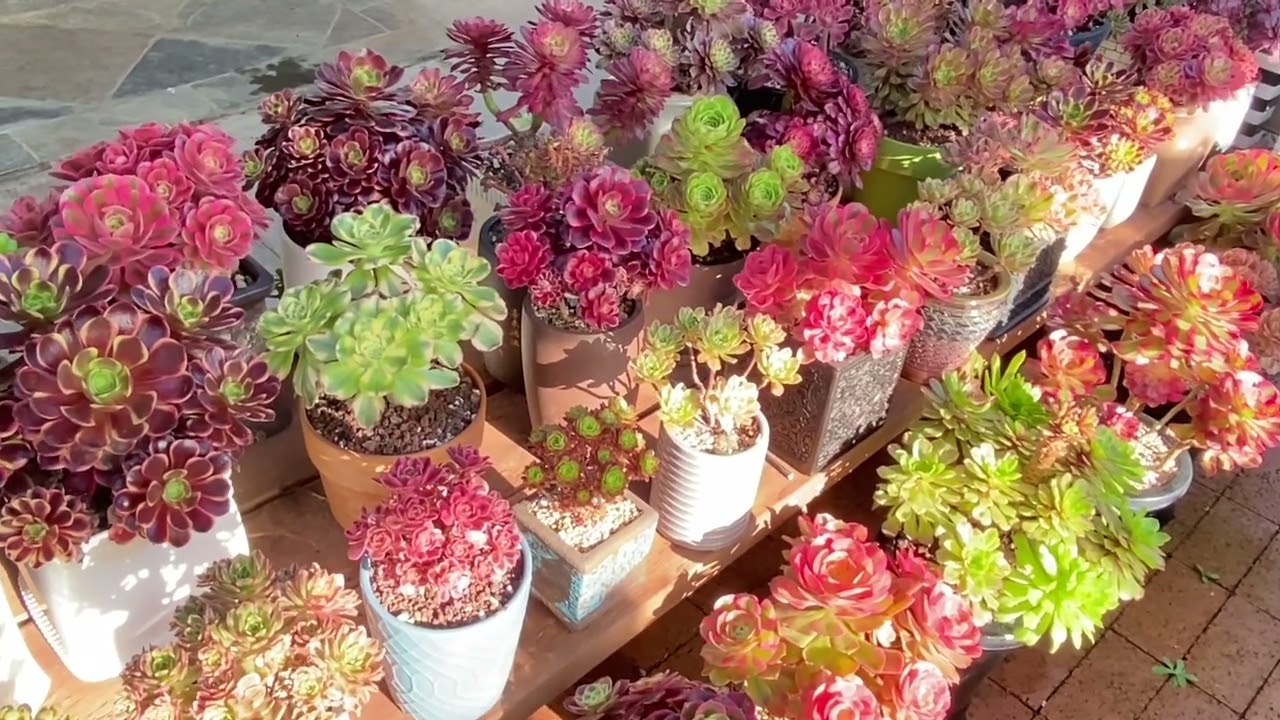 My #aeonium  Show Off Their Best Color Before Going To Dormant  🌞🌞🌞😴😴😴- Video #44