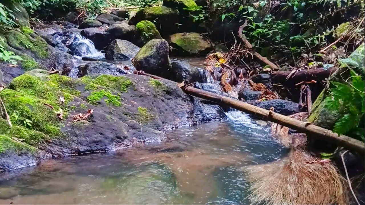 Tropical Rainforest Stream for Instant Sleep to Overcome Anxiety and Beat Insomnia Naturally