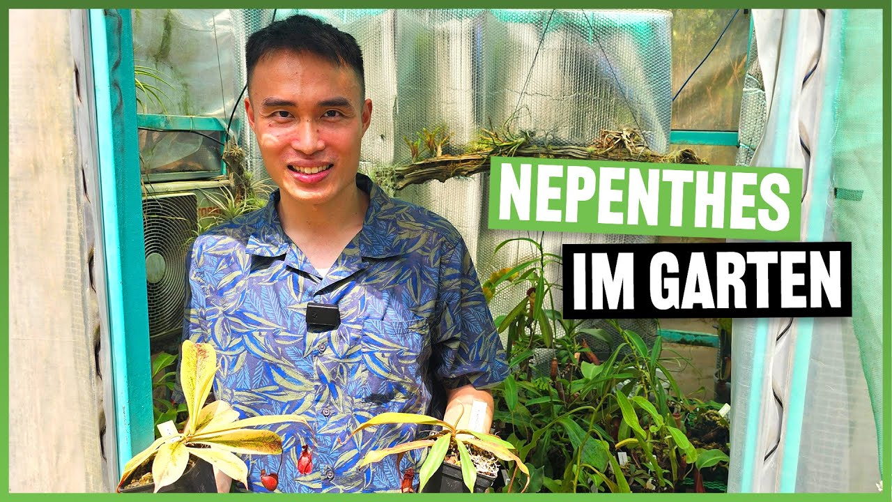 Karnivorenkultur in Vietnam- zu Besuch bei Steve Nguyen #297