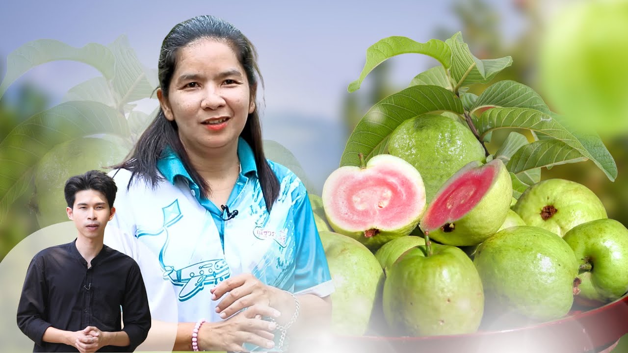 รายการรอบภูมิภาค ฝรั่งหงเปาสือ…ผลไม้เปลี่ยนชีวิต