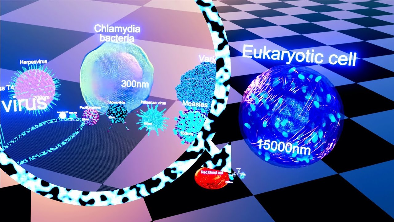 VIRUSES SIZE COMPARISON (old version)