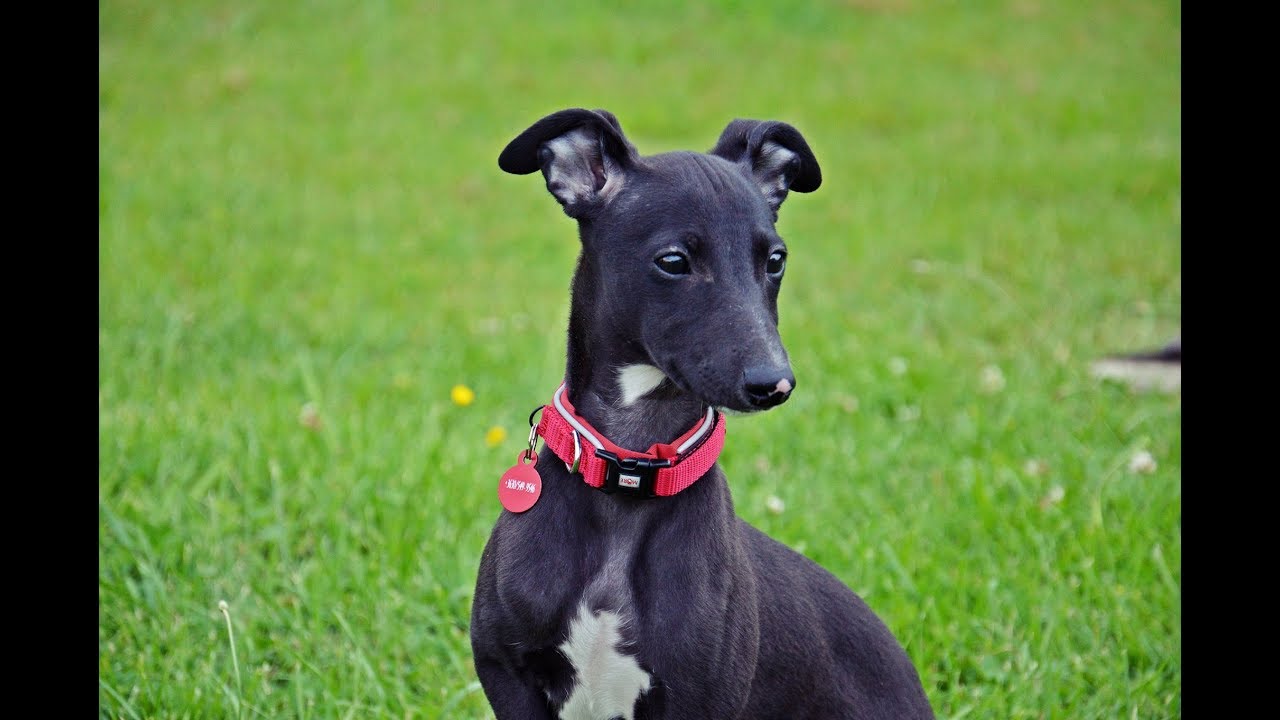 Suri - 11 weeks old whippet puppy