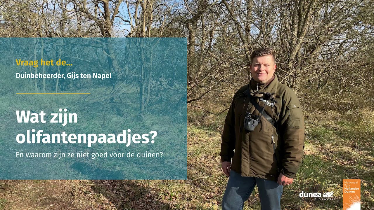 Vraag het de... duinbeheerder | Olifantenpaadjes