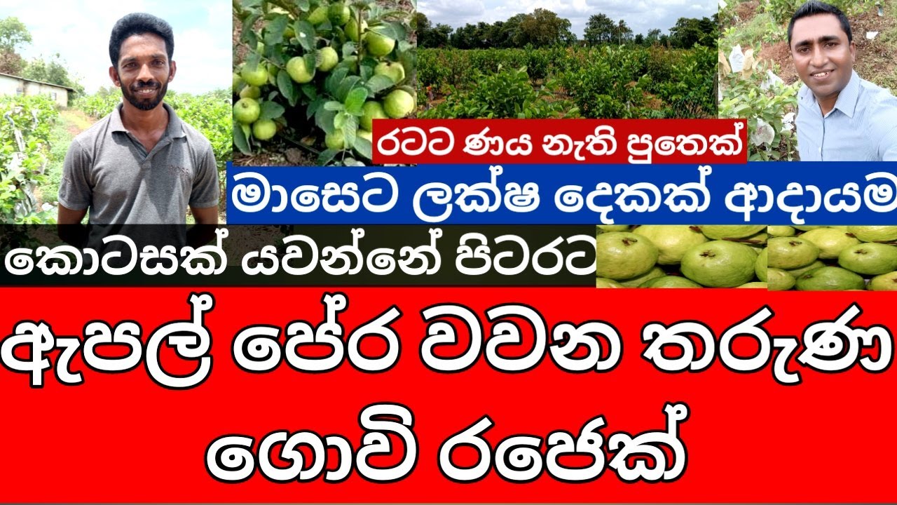 ඈපල් පේර වගාව මාසෙට රුපියල් ලක්ශ දෙකක්  Apple Guava Cultivation Sri Lanka  Apple pera wagawa  Farmer