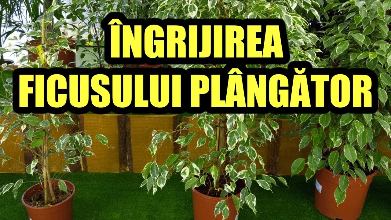 Cum se ingrijeste Ficusul plangator (Benjamin) #ingrijireaflorilor