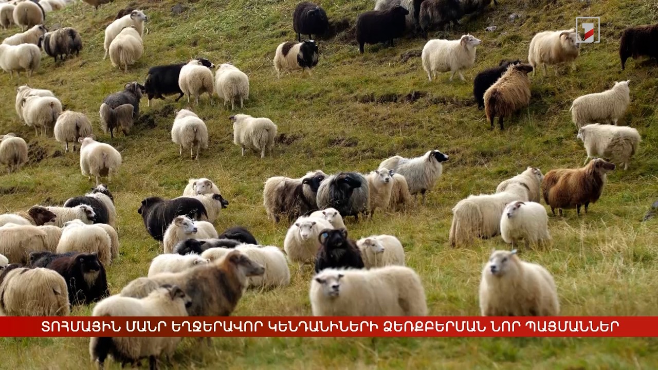 Տոհմային մանր եղջերավոր կենդանիների ձեռքբերման նոր պայմաններ