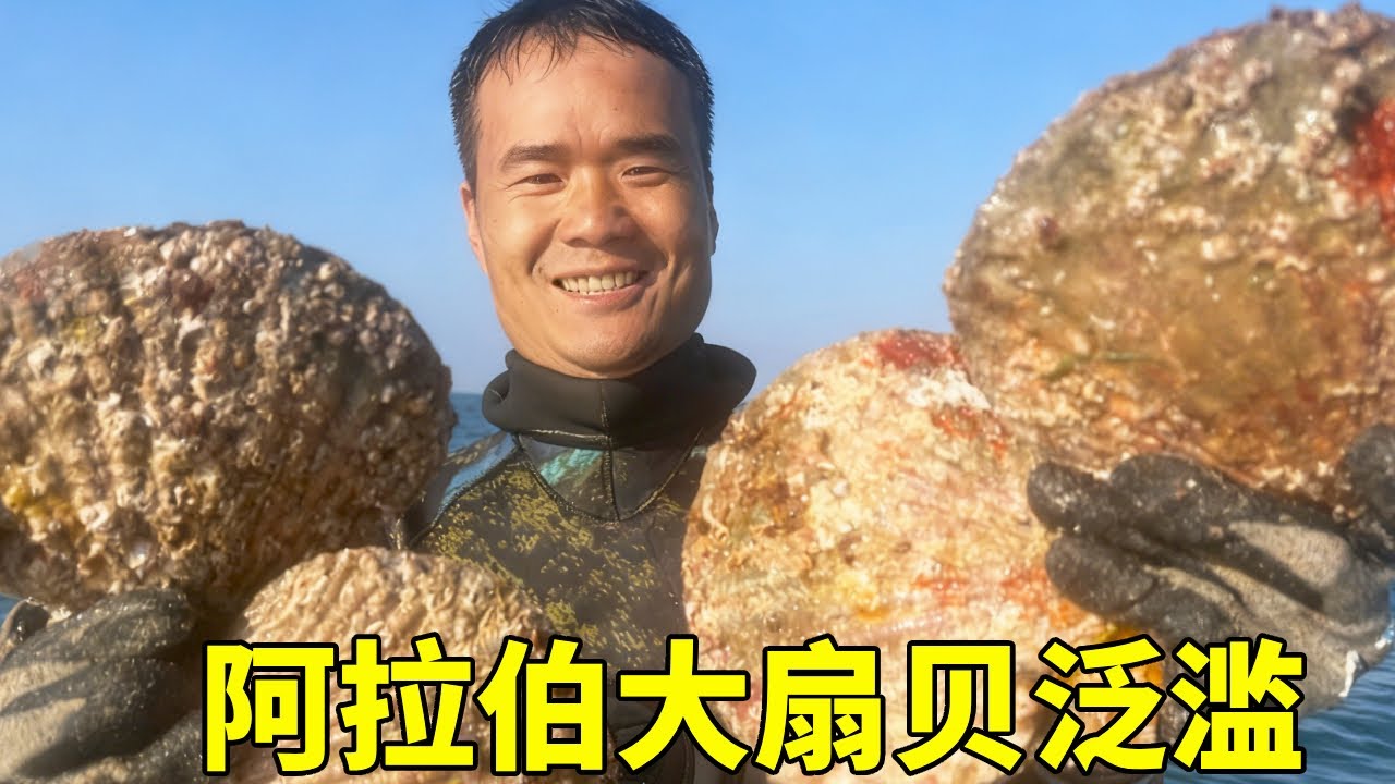 阿曼苏丹国荒岛赶海，阿拉伯大扇贝泛滥，比脸还大，阿锋带上锅出发体验【探海漁人】