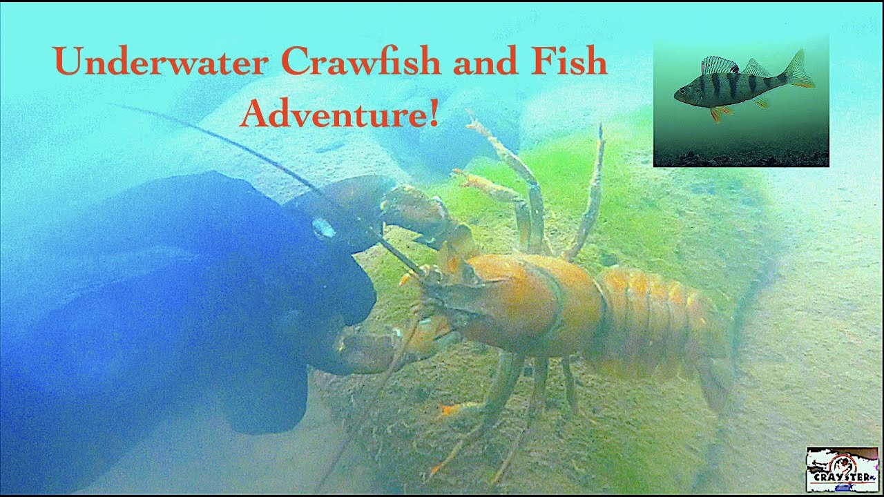 Underwater Crayfish and Fish Adventure   Crawfish, Bass, Perch