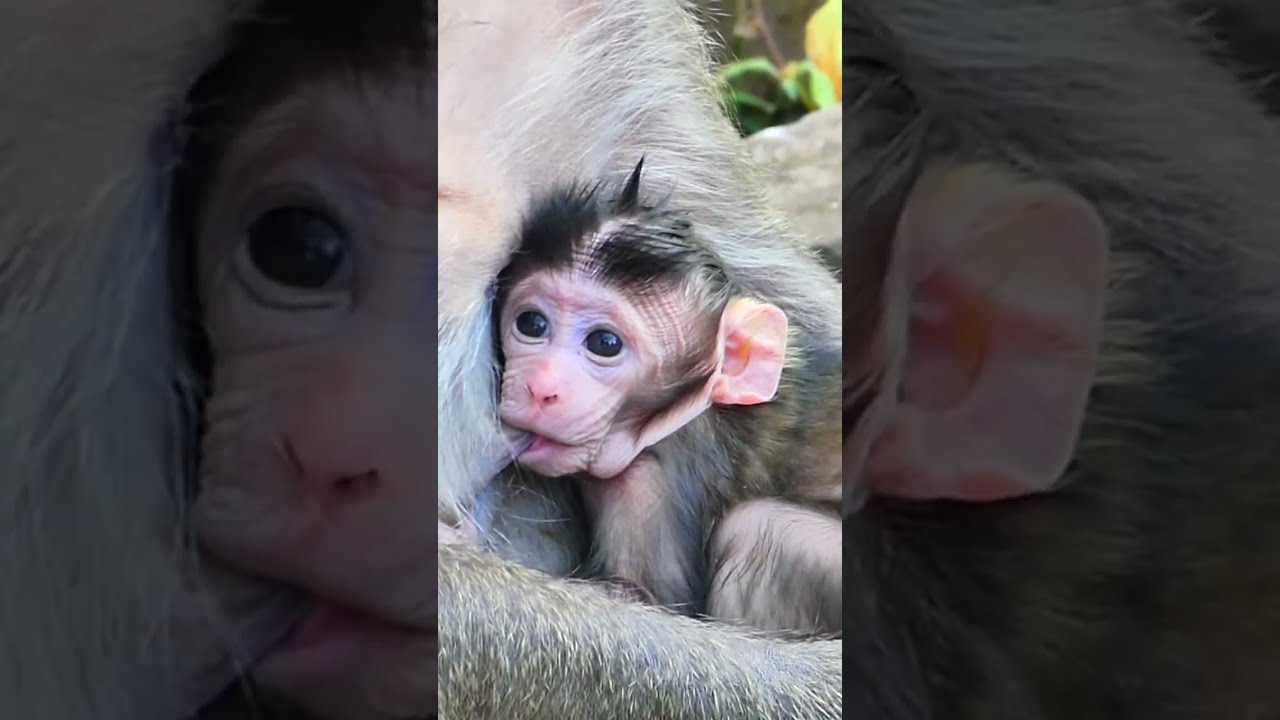 Adorable baby monkeys
