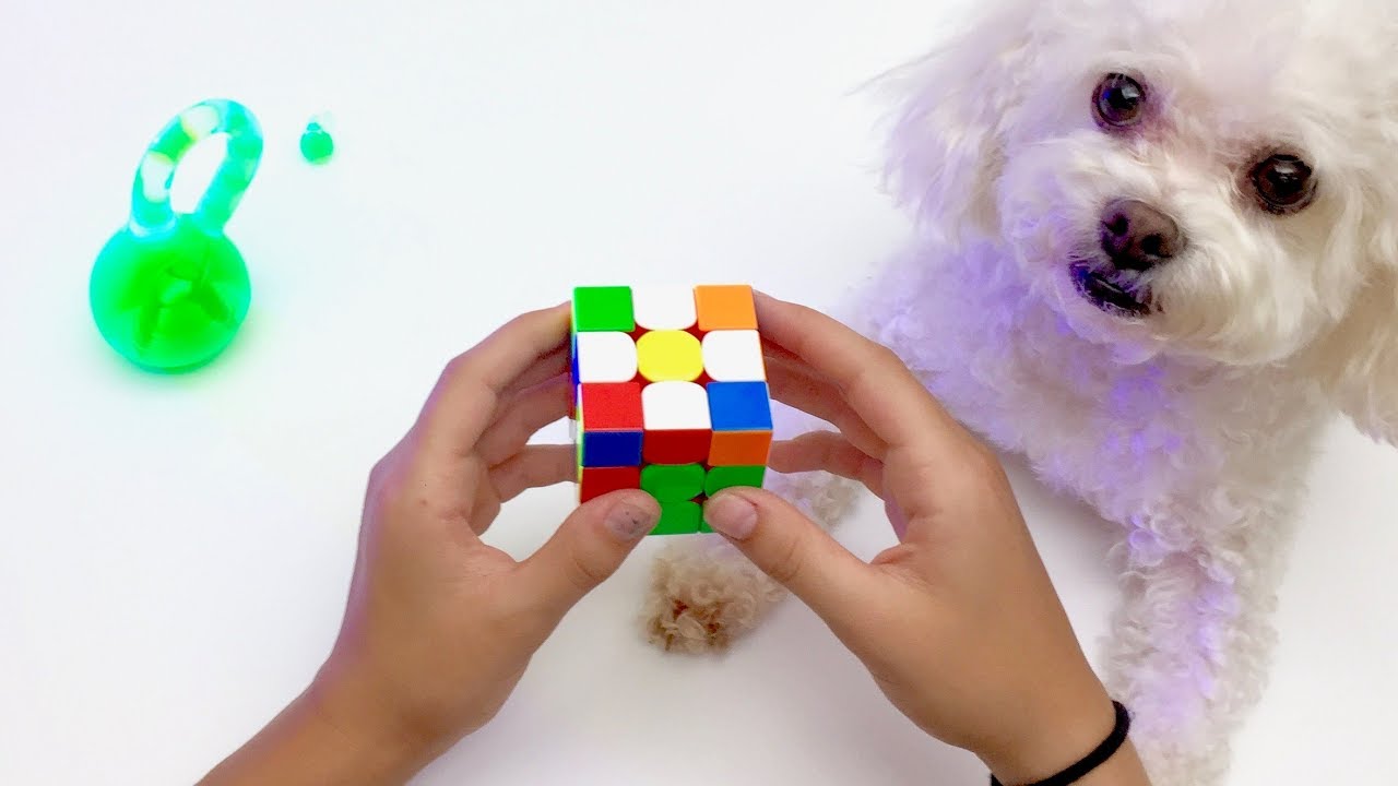 Rubik's Cube Solve 48 Seconds w/ Sadie the Best Dog Ever [KTFG 379]