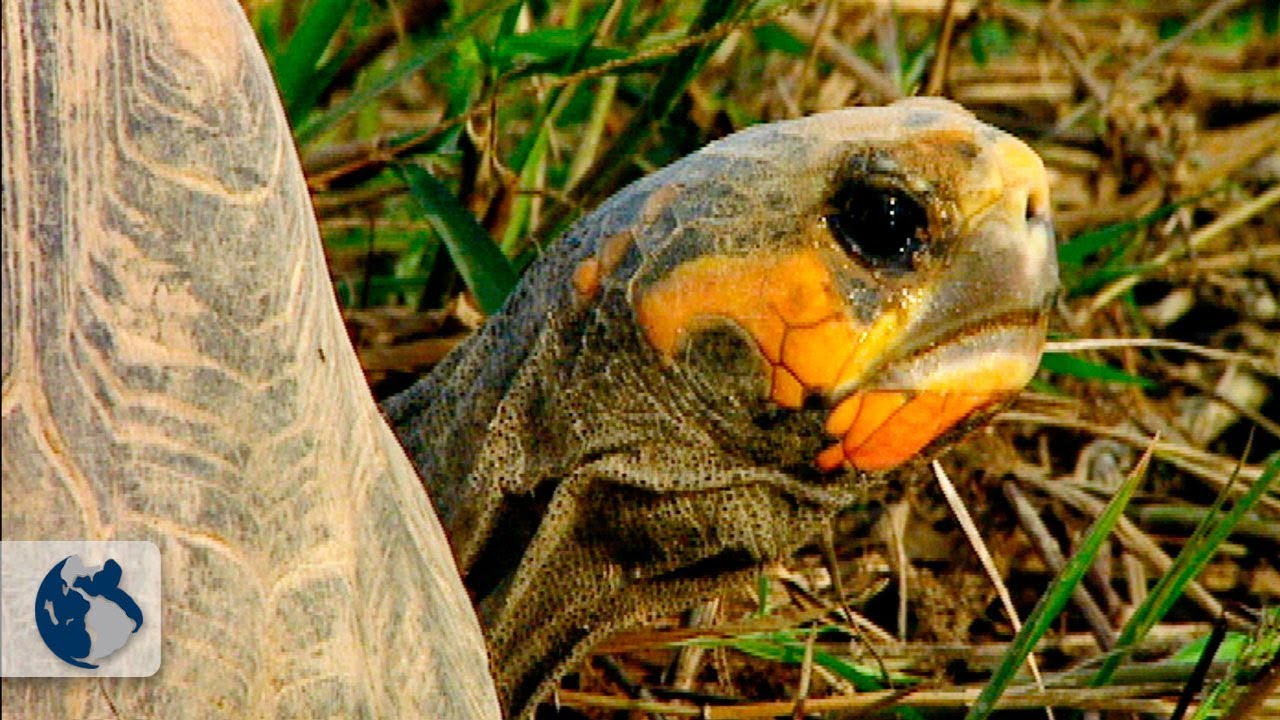 La Tortuga Morrocoy.. Documental Completo