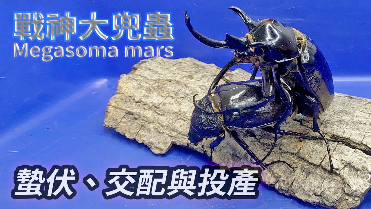 【山林蟲坊】戰神大兜的蟄伏、交配與投產 | Megasoma mars: Dormant, Mating and Reproduction