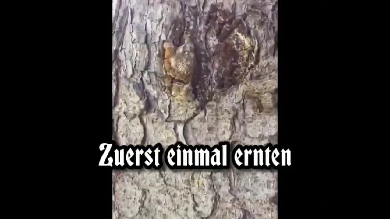 Fichtenharz reinigen Teil 1