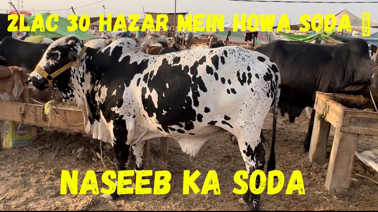 MANDI MEIN HOWA NASEEB KA SODA 2LAC 30 HAZAR❤️👌🐄👍