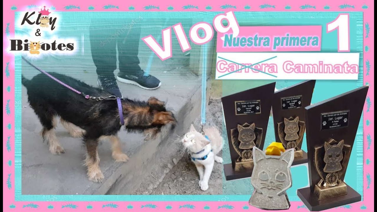 Carrera Caminata🏃‍♂️ por los animales🏆🏅Trofeos Medallas KLOY&BIGOTES VLOG1