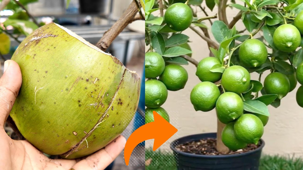 🌿Grow a PERFECT LEMON Tree in Just 30 Days l Fruit Tree