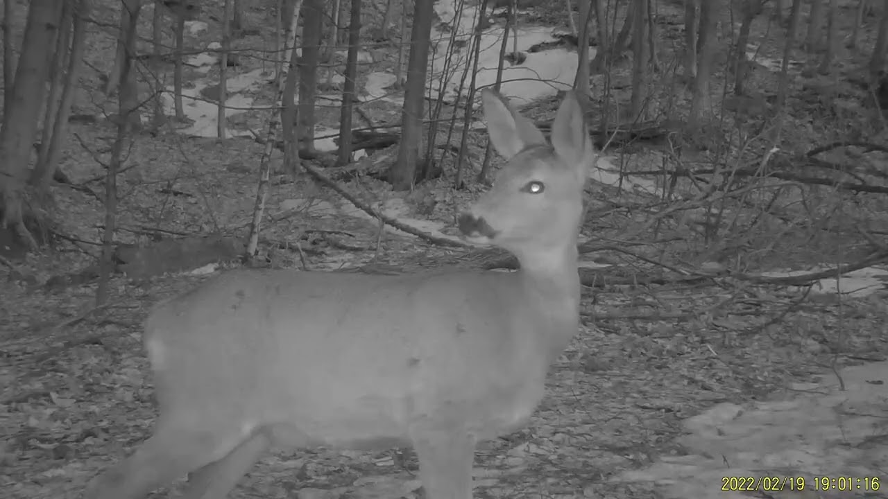Fauna bogată din pădurile Parcului Național Defileul Jiului din cadrul Romsilva